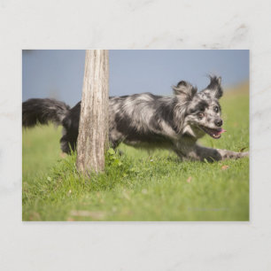 Cartão Postal Shepherd Pirenéus rodeia o polo