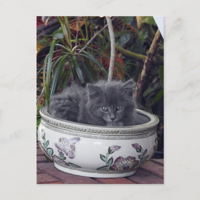 Cartão Postal Sherlock Potted (Frente)