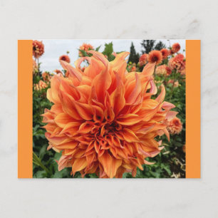 Cartão Postal Sherwood's Peach Dahlia