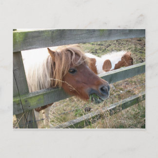 Cartão postal Shetland Pony (5019)