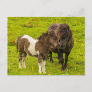 Cartão Postal Shetland Pony Madre e Filhotes