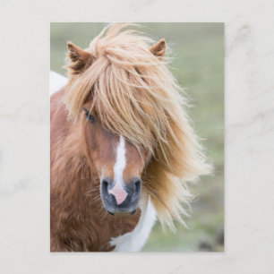 Cartão Postal Shetland Pony na ilha de Unst