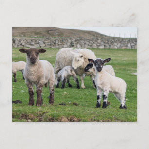 Cartão Postal Shetland Sheep