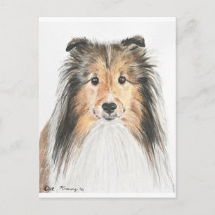 Cartão Postal Shetland Sheepdog