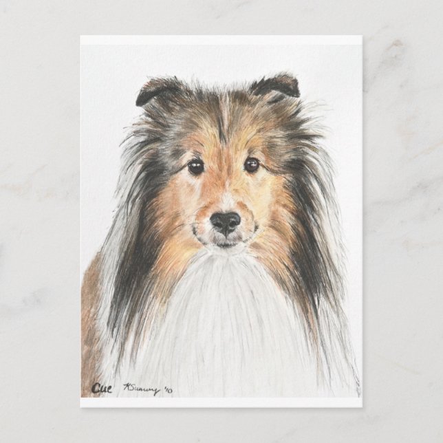 Cartão Postal Shetland Sheepdog (Frente)