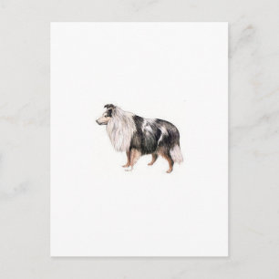Cartão Postal Shetland Sheepdog