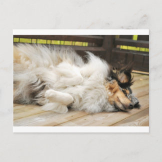 Cartão Postal Shetland Sheepdog