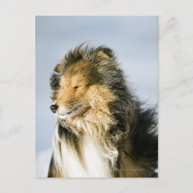 Cartão Postal Shetland Sheepdog (Frente)