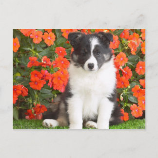Cartão Postal Shetland Sheepdog