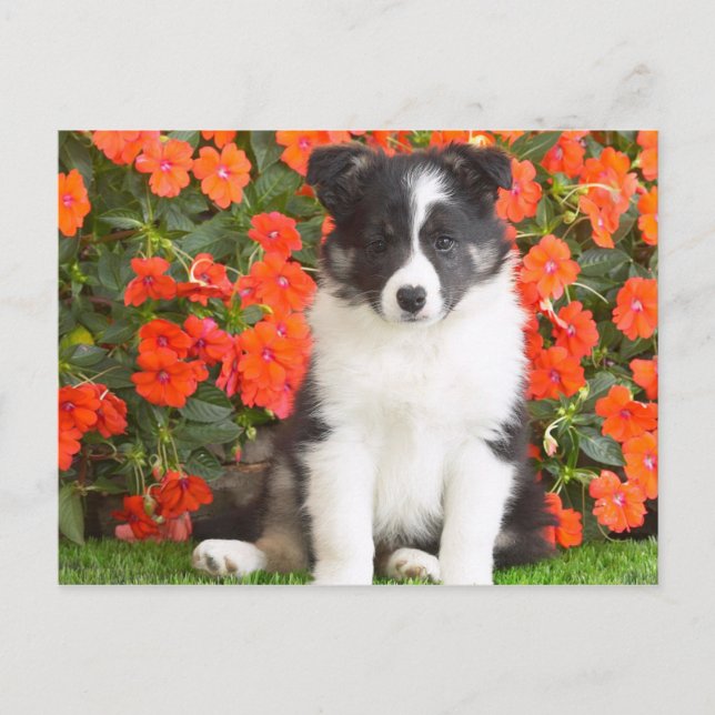 Cartão Postal Shetland Sheepdog (Frente)