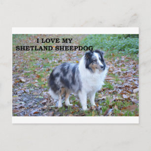 Cartão Postal shetland-sheepdog-blue merle branco castanho amor