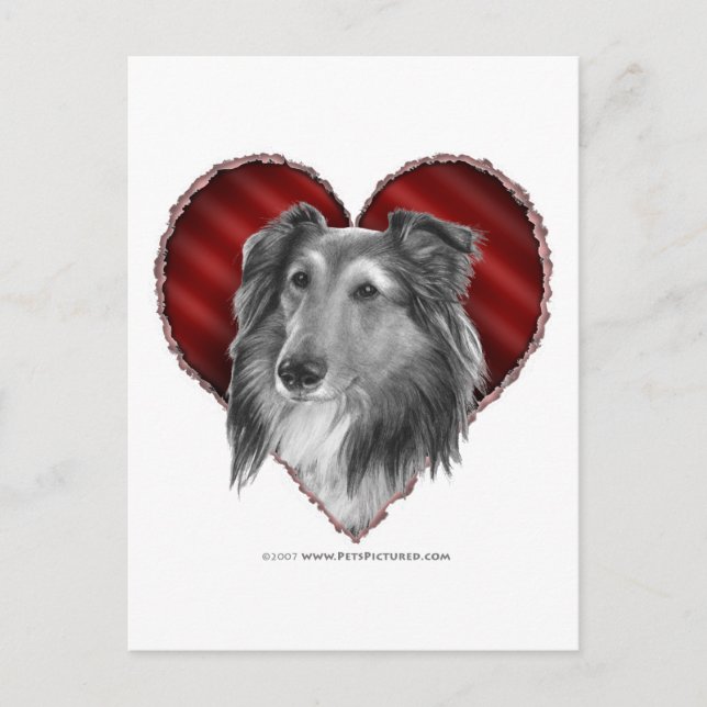Cartão Postal Shetland Sheepdog com Coração (Frente)