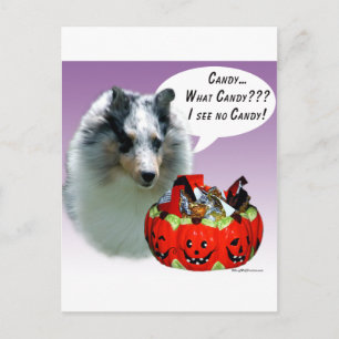 Cartão Postal Shetland Sheepdog (Merle)