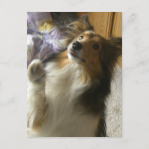 Cartão Postal Shetland Sheepdog Pedindo