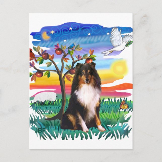 Cartão Postal Shetland Sheepdog (tricolor) (Frente)
