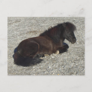 Cartão Postal Shettland Pony Miniature Horse Stallion Animal