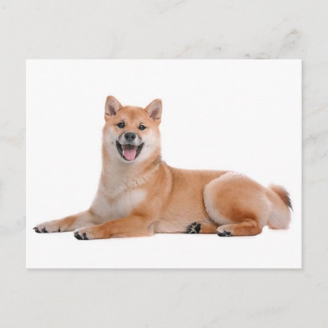 Cartão Postal Shiba Inu Cachorro Cachorro Cachorro Postado (Frente)
