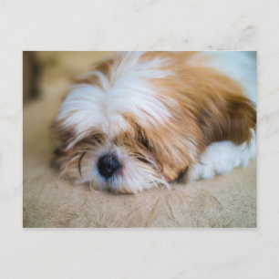 Cartão Postal Shih Tzu