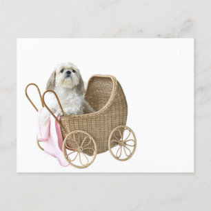 Cartão Postal Shih Tzu baby buggy