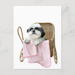 Cartão Postal Shih Tzu baby buggy
