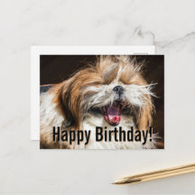 Shih tzu bocejando rindo engraçado Feliz aniversár