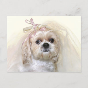 Cartão Postal Shih Tzu Bride