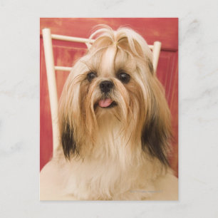 Cartão Postal Shih-tzu cão