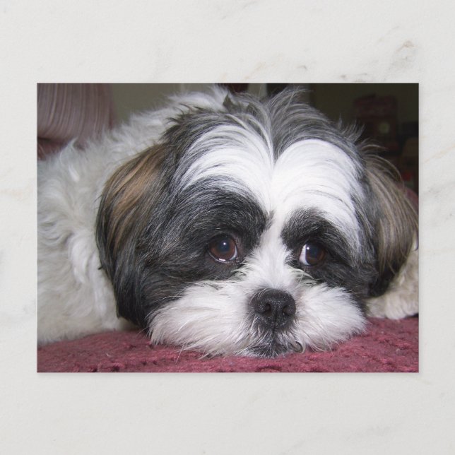 Cartão Postal Shih Tzu Dog (Frente)