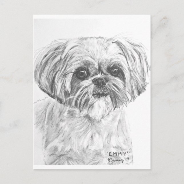Cartão Postal Shih Tzu Drawing (Frente)