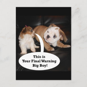 Cartão Postal Shih Tzu e English Bulldog Puppys