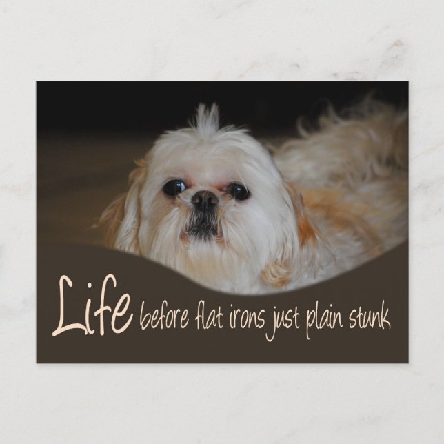 Cartão Postal Shih Tzu Flat Iron Hair Humor Postcard (Frente)