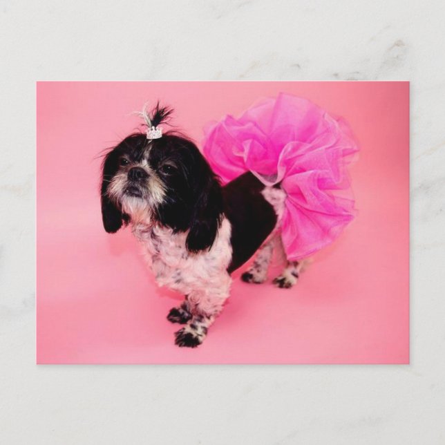 Cartão Postal Shih Tzu Greetings Postcard (Frente)