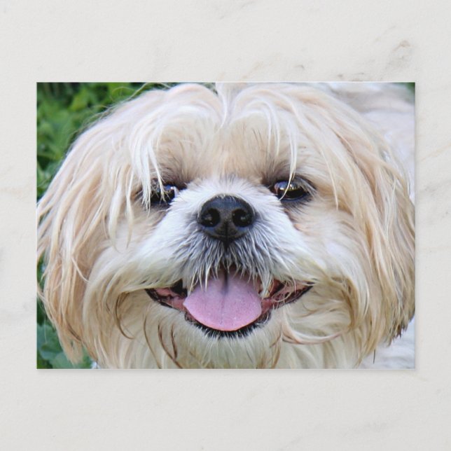 Cartão Postal Shih Tzu Happy Face! (Frente)