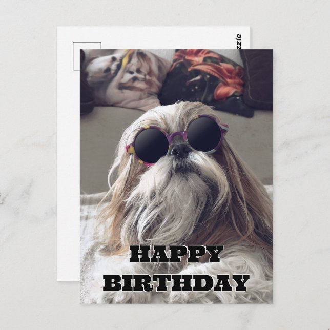 Cartão Postal Shih Tzu legal cool com cabelo comprido Foto de an (Frente/Verso)