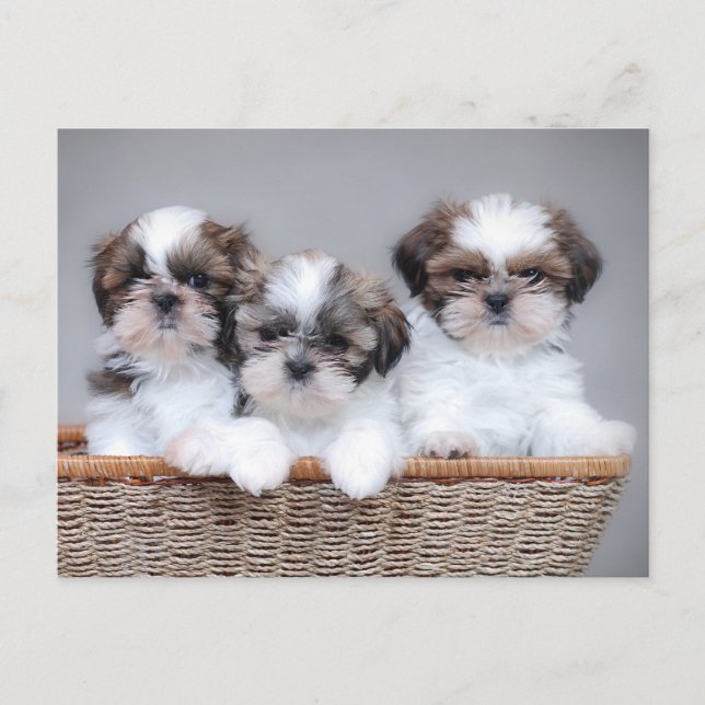 Cartão Postal Shih Tzu puppies (Frente)