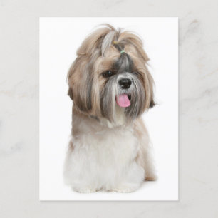 Cartão Postal Shih Tzu Puppy Dog - Amor, Olá, Pensando Em Você