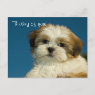 Cartão Postal Shih Tzu Puppy "Pensando em você" PostCard