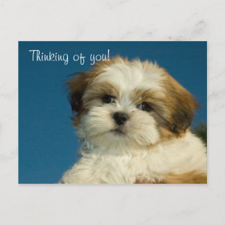 Cartão Postal Shih Tzu Puppy "Pensando em você" PostCard