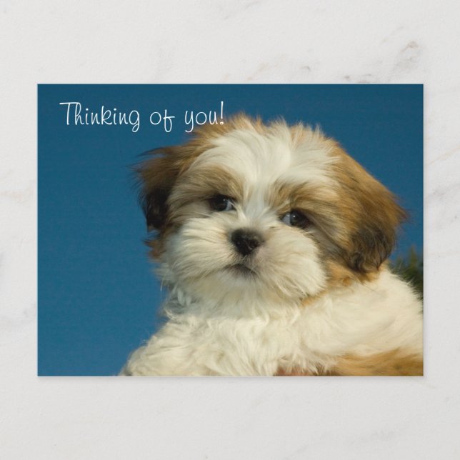 Cartão Postal Shih Tzu Puppy "Pensando em você" PostCard (Frente)