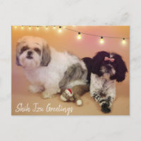 Shih Tzu Saudações