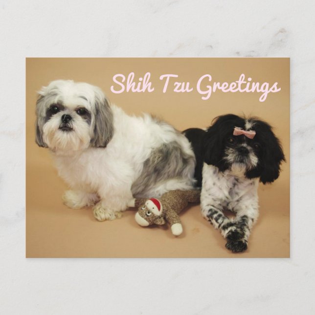 Cartão Postal Shih Tzu Saudações (Frente)