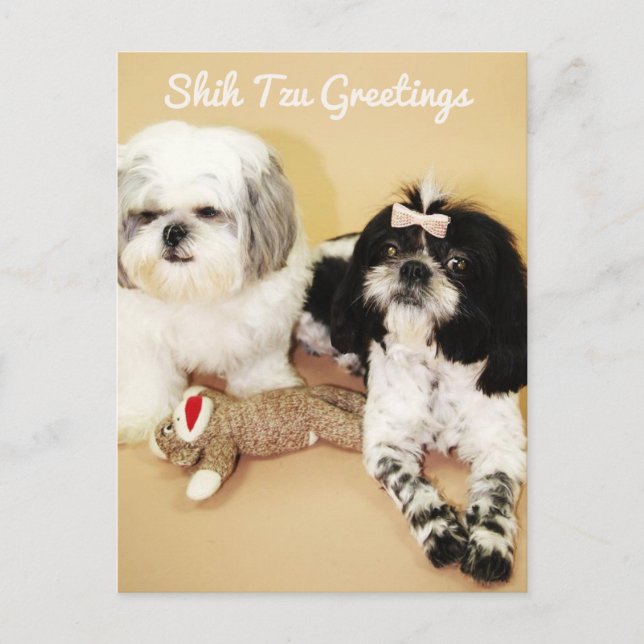 Cartão Postal Shih Tzu Saudações (Frente)