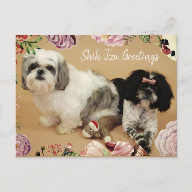 Cartão Postal Shih Tzu Saudações (Frente)