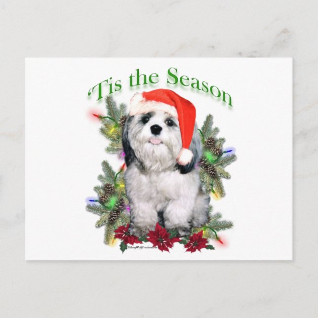Cartão Postal Shih Tzu "Tis (Frente)