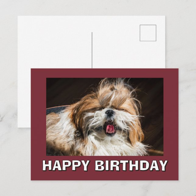 Cartão Postal Shih tzu yawning tongue funny cute Happy birthday (Frente/Verso)