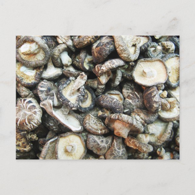 Cartão Postal Shiitake Mushroom (Frente)