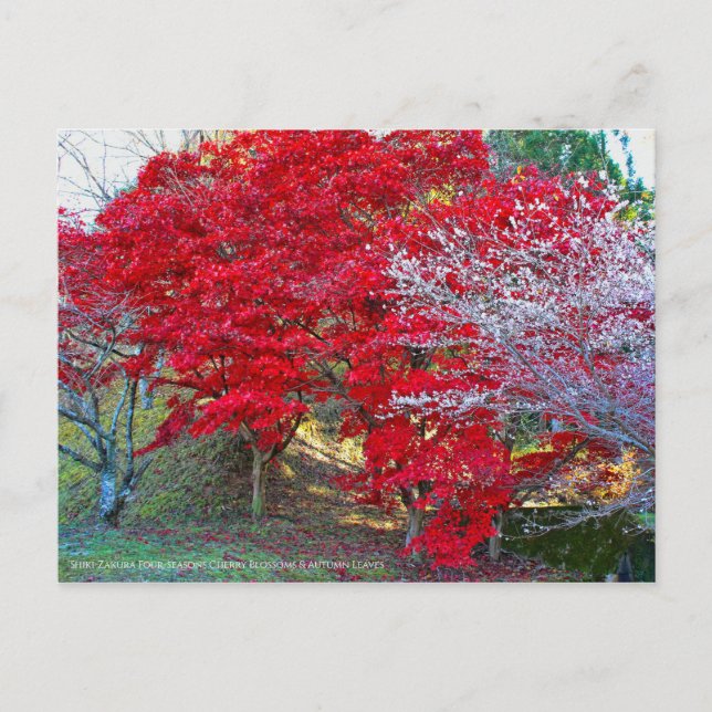 Cartão Postal Shiki-Zakura: Quatro estações de Cherry Blossoms (Frente)
