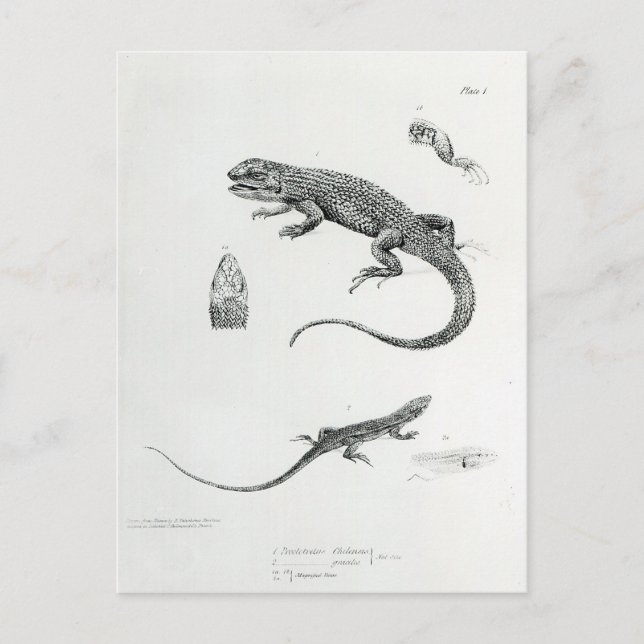 Cartão Postal Shingled Iguana (Frente)