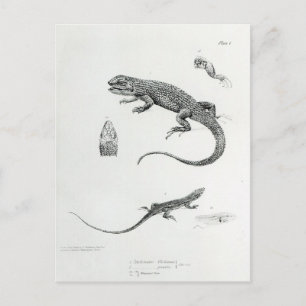 Cartão Postal Shingled Iguana