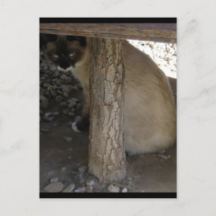 Cartão Postal Shiva, o Snowshoe